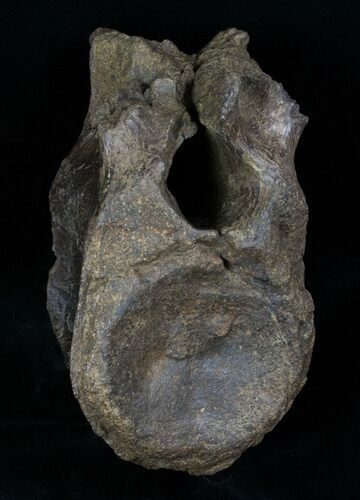 Edmontosaurus Dorsal Vertebra - Montana #12904